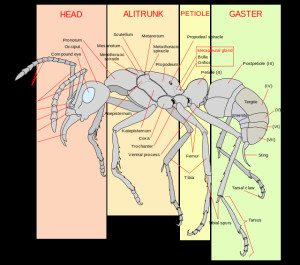 Special thanks to Wiki for providing this picture of an ant!