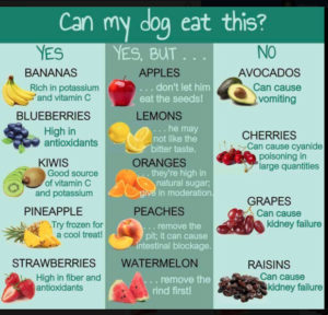 Good Eats for Dogs